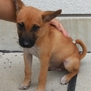 淡路市の子犬です その２  201508