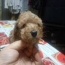 子犬雌２匹