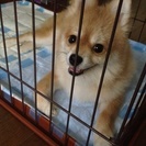 里親が決まりました。