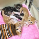 9月初め生まれのかわいい子猫です