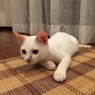 大事にしてくれる飼い主さん募集
