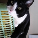 １１歳になる雄猫、里親募集してます。