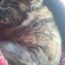 短長毛さび猫さん♀  マンチカンミックmix