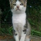 穏やか子猫です