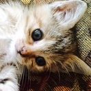 野良猫保護チャリティソングを作ってくれる人を募集します（遠隔可）