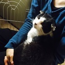 人懐っこい雄猫です。