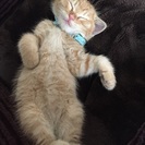 猫大好き過ぎて親バカ炸裂中！