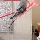 セキセイインコが逃げてしまいました。