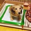 4ヶ月ミニチュアダックスのオス
