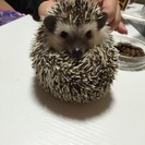 ヨツユビハリネズミ 里親募集