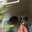 フクロウモモンガ 里親募集
