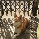 新しい家族に早く会いたいな♥