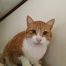 ふわふわ猫（オス）貰ってください