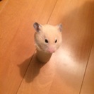 キンクマハムスター育ててくれる方へ