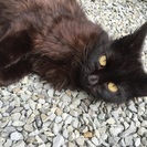 里親さん決定しました！