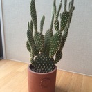 サボテン譲りますの画像