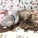 里親募集中です