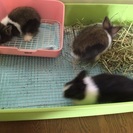 里親様決定致しました。