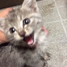 捨て猫赤ちゃんの里親急募‼︎