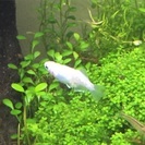 熱帯魚 アクアリウム 
