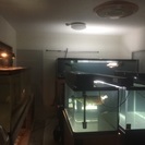 熱帯魚 アクアリウム  - その他