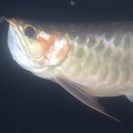 熱帯魚 アクアリウム  − 長野県
