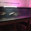 熱帯魚 アクアリウム  - メンバー募集