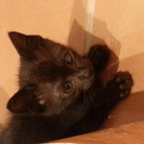 人懐っこい黒の子猫です。