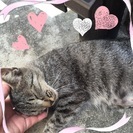 体の小さな桜耳猫ちゃん♡