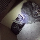 野良猫の子猫の里親募集中