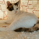 一匹飼いでお願いします。