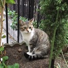 里親探しています