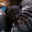 黒猫ちゃんです♪2匹います。