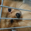 1才7ヶ月♂貰って下さい。