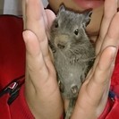 ﾃﾞｸﾞｰのおうち イージーホーム37～40ハイタイプなら最高♪