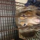 ダックス+ロシアンブルー 大切に育てていただける方