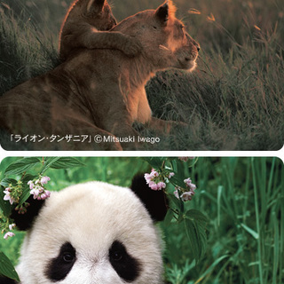 あたたかい家族の絆　岩合さんの写真展「どうぶつ家族」福岡三越で開催！
