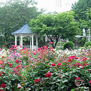 バラが最もよく似合う場所で音に酔いしれる  山手・港の見える丘公...