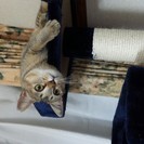 里親見つかりました。