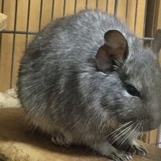 デグー♂２匹