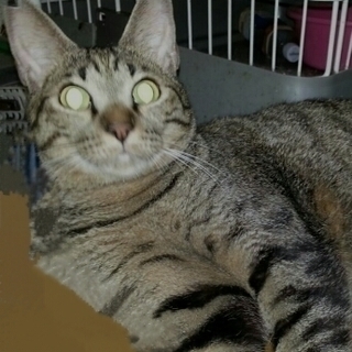 里親様　決まりました。ありがとうございました。　キジ猫　２才半の...