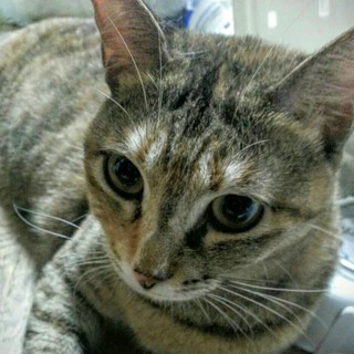 里親様　決まりました。　ありがとうございました。　キジ猫　２才半...