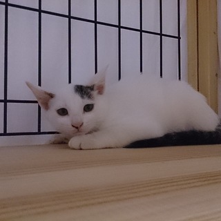 生後約２ヶ月の白黒ちゃんです♪