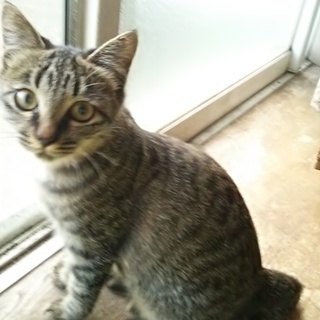 生後約４ヶ月半の子猫(メス１匹、オス１匹)の里親になってください