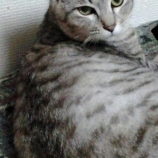 里親様　決まりました。　ありがとうございました。)　サバトラ　２...