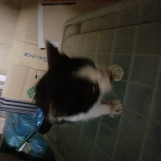 子猫の里親募集してます