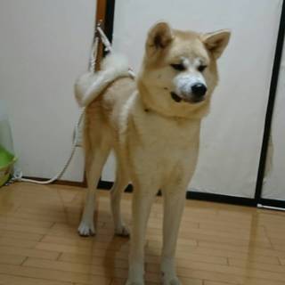 可愛い秋田犬の女の子です🎵