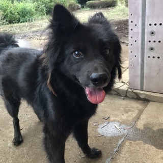 急募:飼い主他界により、飼い主を探しています。