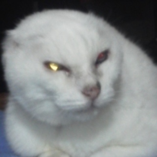 1/14元の飼い主さん見つかりました。ありがとうございます。迷子...
