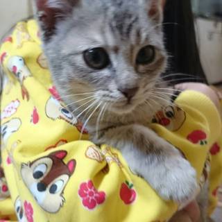 11月26日 保護、メス